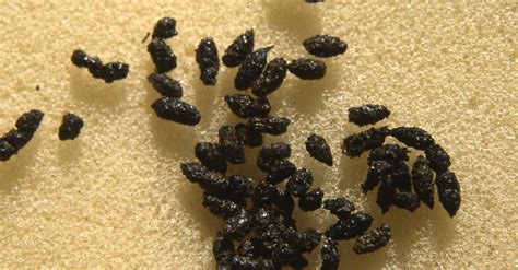 what color is bat poop.